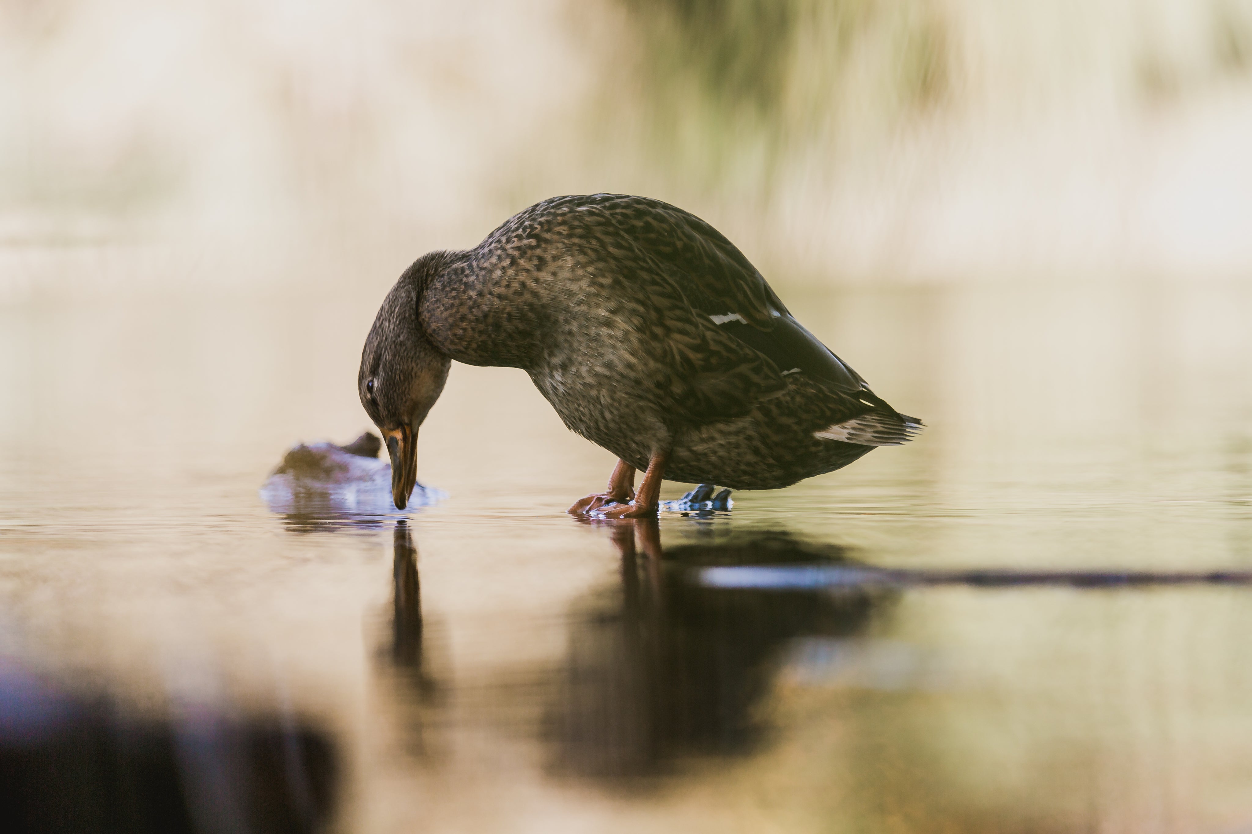 duck-walking-on-water.jpg